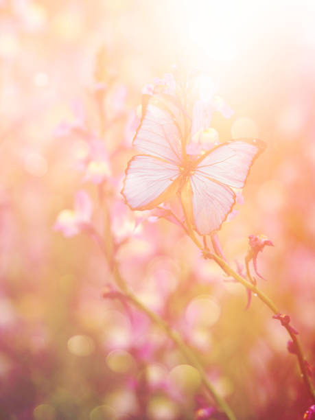 Beautiful Butterfly With Flowers Stock Photo - Download Image Now - Flower,  Sunrise - Dawn, Backgrounds - iStock