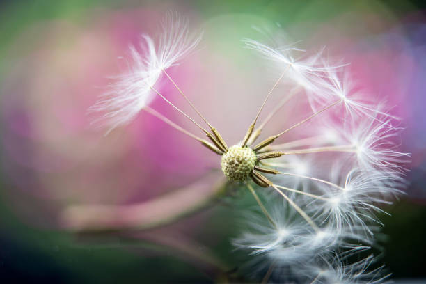 Close-up macro capture  of a group of dandelion seeds against a vibrant colourful defocused background.
