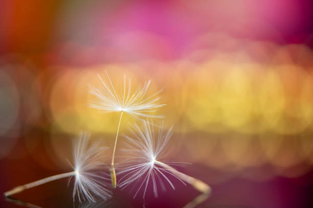 istock Dandelion seeds again a vibrant colourful background 1141459173