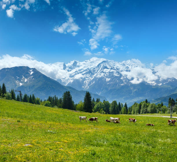 herd cows on glade and mont blanc mountain massif - france european alps landscape meadow imagens e fotografias de stock