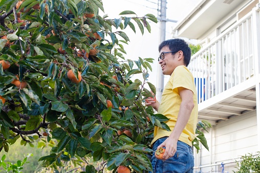 A mid adult man standing on top of a ladder, gathering persimmons on a sunny autumn day.