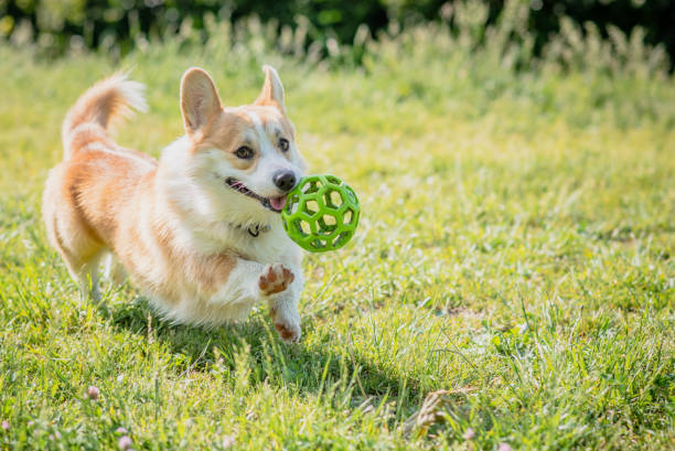 istock dog breeds corgi runs off on a walk with the ball 1141460650