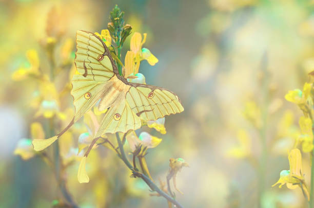 the Luna Moth in Garden