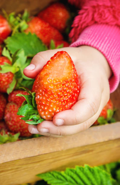 istock Strawberry home from the garden. Selective focus. 1141462095