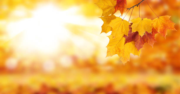 istock Autumn background product montage display. Mock up for design.. 1141462286