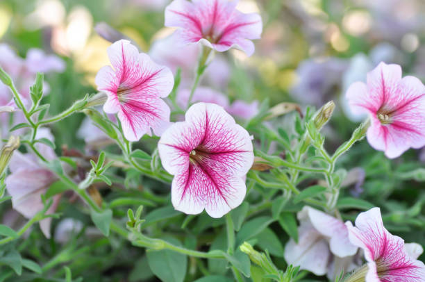 istock Petunia flower ,Petunia plant 1141462396