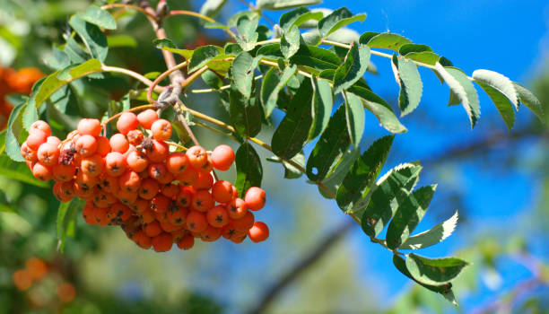 istock ashberry at dry sunny summer day 1141462825