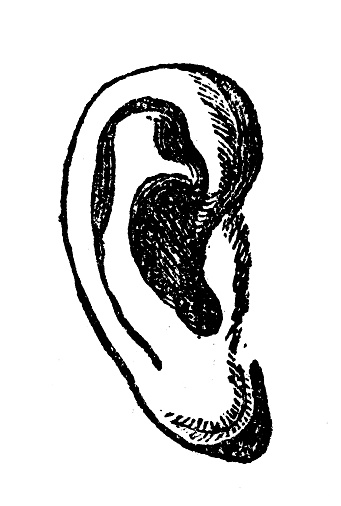 Antique illustration of ear
