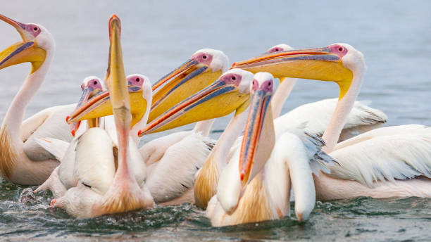istock Pelicans in Walfishbay, Namibia 1141463699