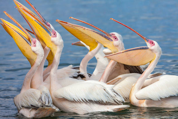 istock Pelicans in Walfishbay, Namibia 1141463750