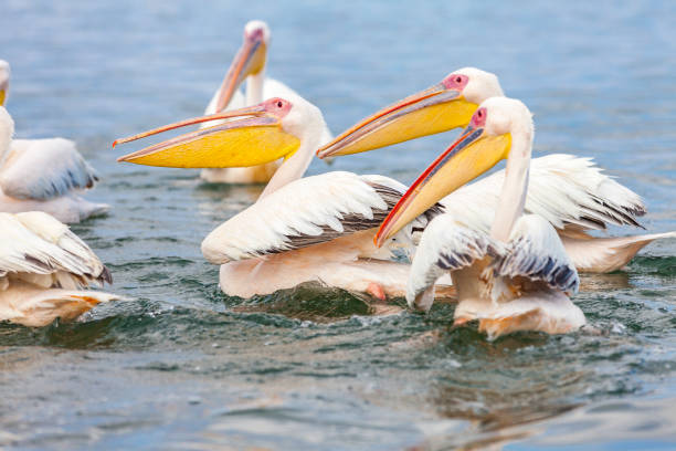 istock Pelicans in Walfishbay, Namibia 1141463779