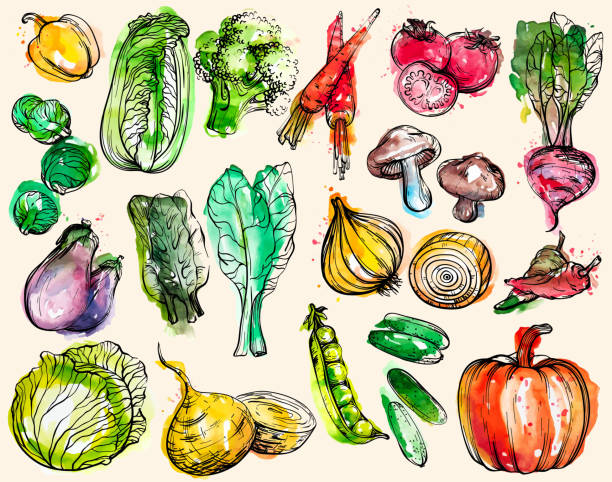 illustrazioni stock, clip art, cartoni animati e icone di tendenza di raccolta di verdure ad acquerello disegnate a mano - verdura cibo illustrazioni