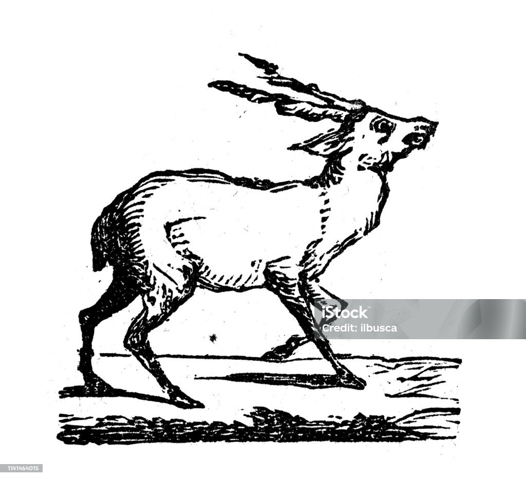 Antique illustration of fallow deer Deer stock illustration