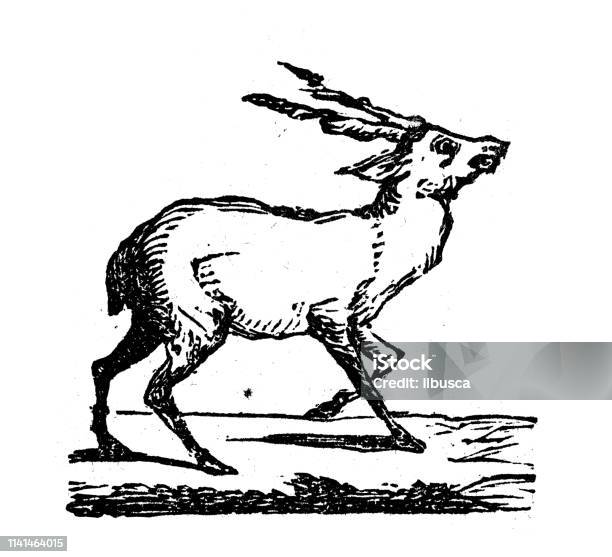 Antique Illustration Of Fallow Deer Stock Illustration - Download Image Now - Deer, Sketch, 19th Century