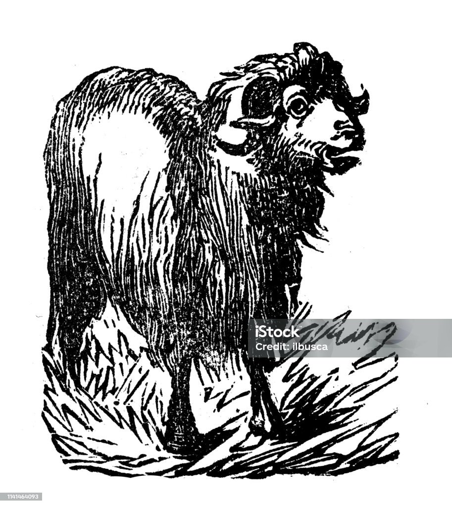 Antique illustration of ram 19th Century stock illustration