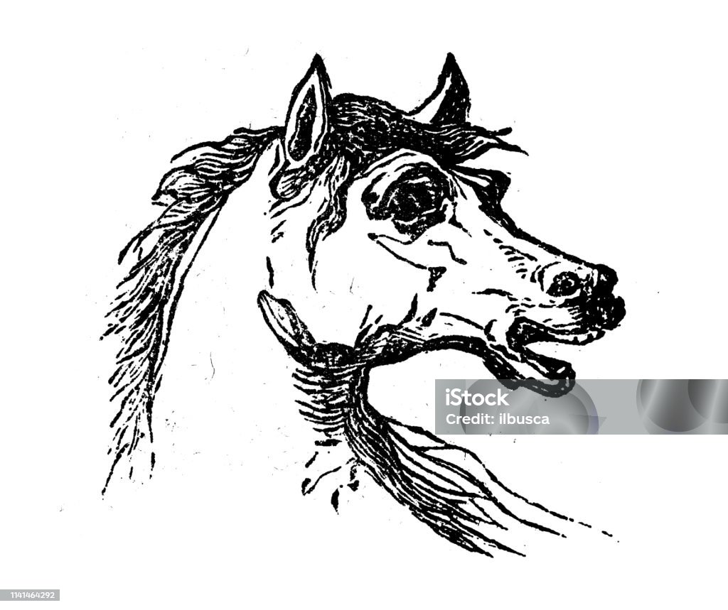 Antique illustration of horse head 19th Century stock illustration