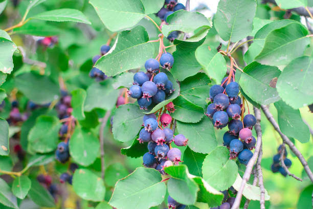 緑の葉と枝においしい新鮮な青い shadberry - shadberry ストックフォトと画像