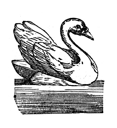 Antique illustration of swan