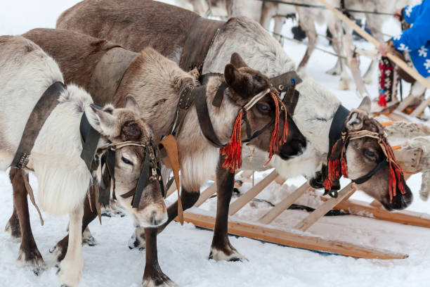 istock Team of reindeers. 1141465551