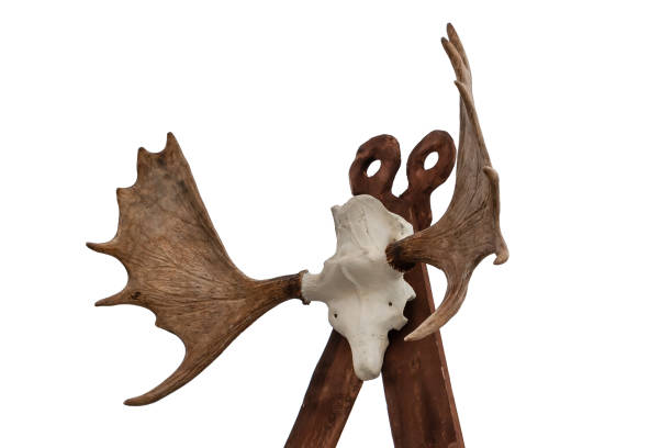 istock Imitation totem with a deer skull and horns. 1141465554