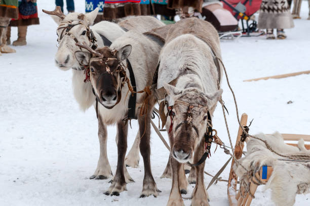 istock Team of reindeers. 1141465557