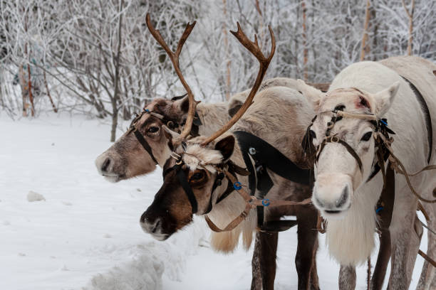 istock Team of reindeers. 1141465558