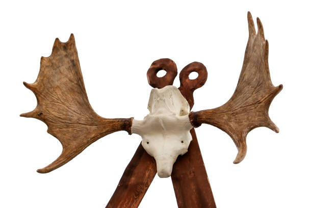 istock Imitation totem with a deer skull and horns. 1141465561