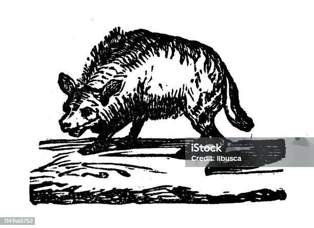 Antique Illustration Of Hyena Stock Illustration - Download Image Now - Hyena, Illustration, 19th Century
