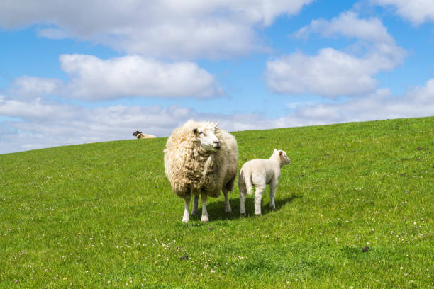 istock Sheep on the dike at the North Sea 1141466056