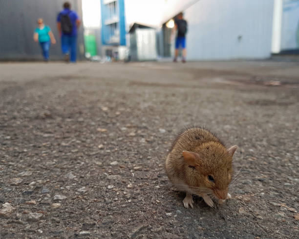 istock Lonely mouse sitting on the sidewalk, and the people walking around. 1141468326