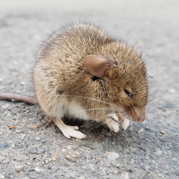 istock Wood mouse sitting on the pavement. 1141468474