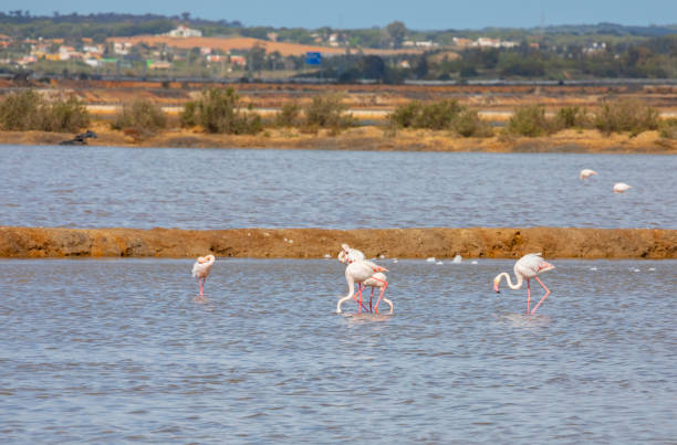 Laguna Hedionda flamingos, Bolivia.  Andean wildlife. Bolivian lagoon