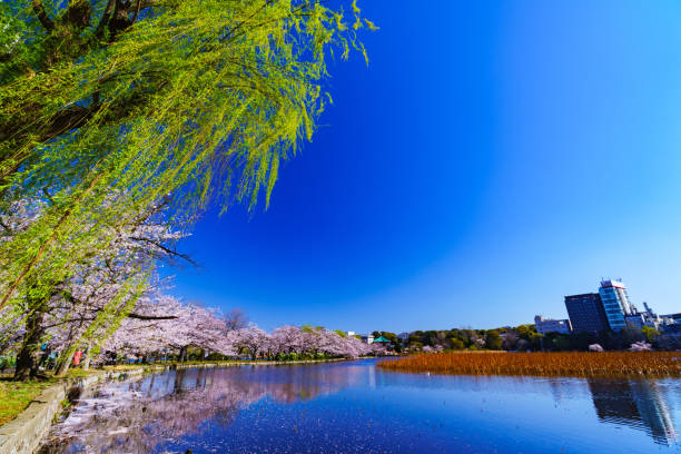 istock Spring Ueno park in Tokyo Japan 1141470734