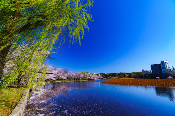 istock Spring Ueno park in Tokyo Japan 1141470737