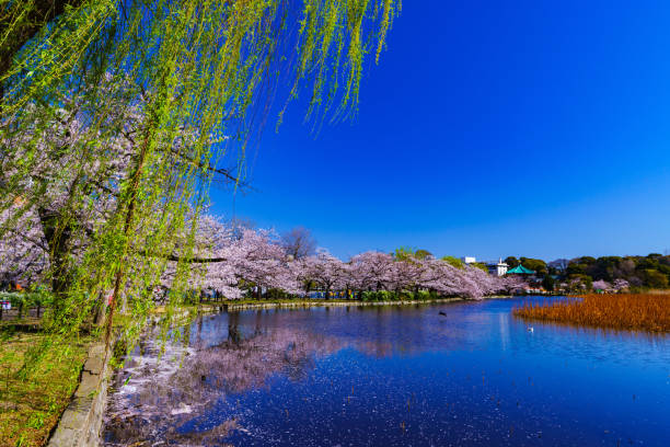 istock Spring Ueno park in Tokyo Japan 1141470751