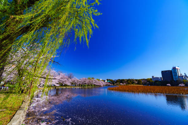 istock Spring Ueno park in Tokyo Japan 1141470759