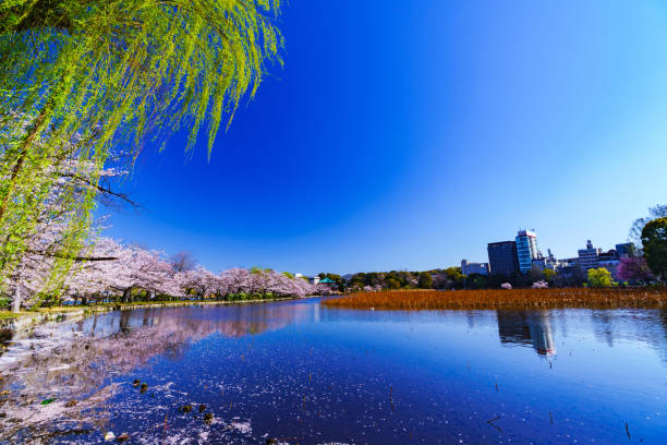 Spring Ueno park in Tokyo Japan