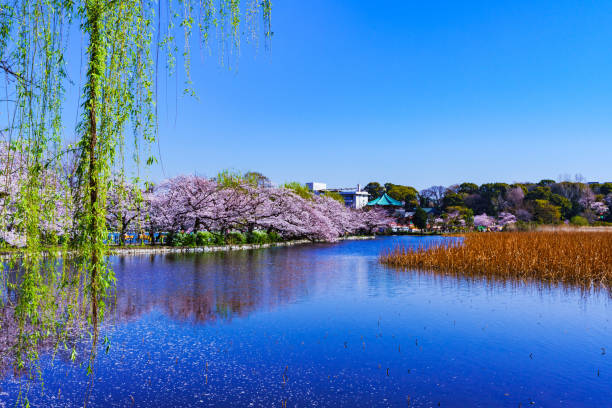 istock Spring Ueno park in Tokyo Japan 1141471489