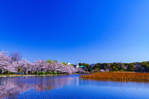 istock Spring Ueno park in Tokyo Japan 1141471492