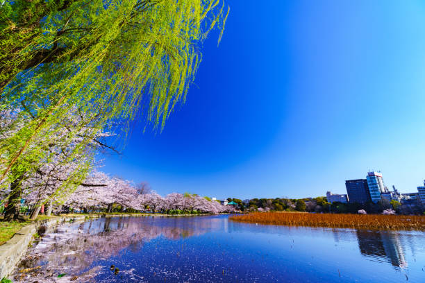 istock Spring Ueno park in Tokyo Japan 1141471515