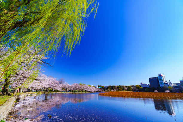Spring Ueno park in Tokyo Japan Bloom shinobazu pond stock pictures, royalty-free photos & images