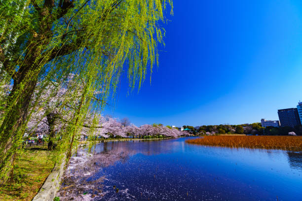 istock Spring Ueno park in Tokyo Japan 1141471521