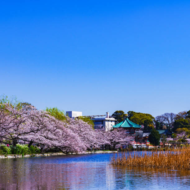 istock Spring Ueno park in Tokyo Japan 1141471536