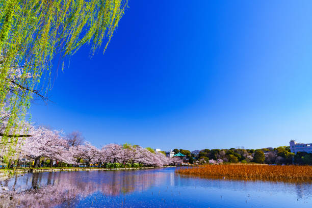 istock Spring Ueno park in Tokyo Japan 1141471544