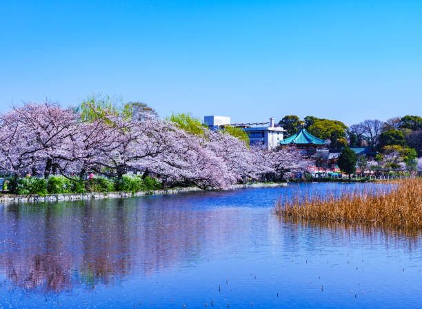 Spring Ueno park in Tokyo Japan