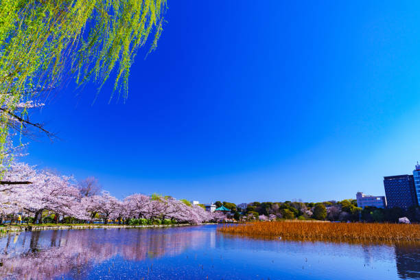istock Spring Ueno park in Tokyo Japan 1141471589
