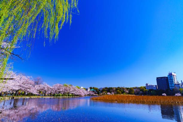 istock Spring Ueno park in Tokyo Japan 1141471600