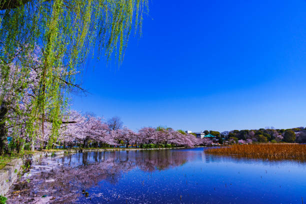 istock Spring Ueno park in Tokyo Japan 1141471612