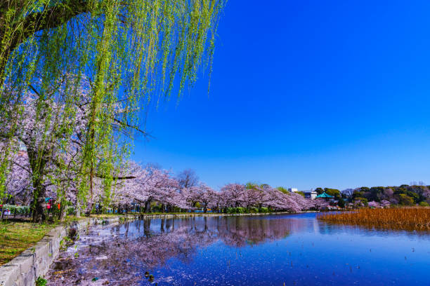 Spring Ueno park in Tokyo Japan Bloom shinobazu pond stock pictures, royalty-free photos & images