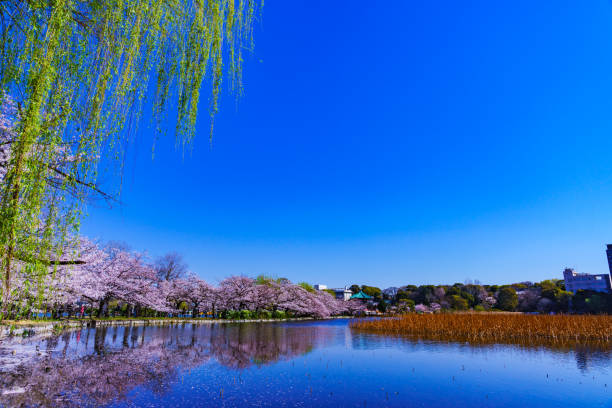 istock Spring Ueno park in Tokyo Japan 1141471637